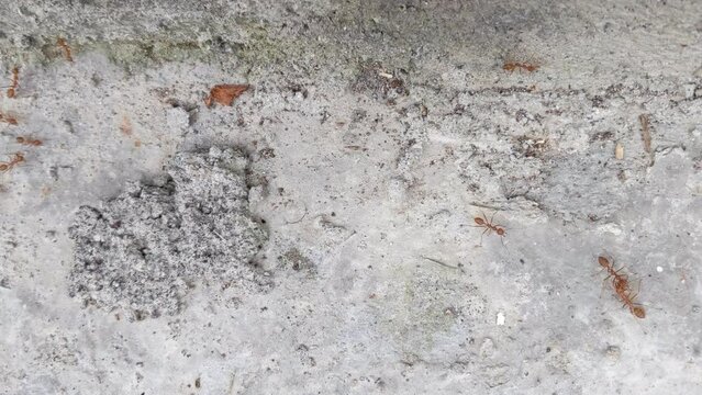 Oecophylla smaragdina ant walking on cement floor