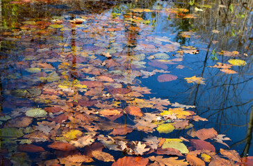 Autumn leaves on the water surface