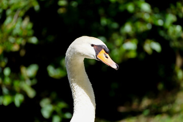 Portrait of a white swan in natural environment. Water bird. Cygnus.
