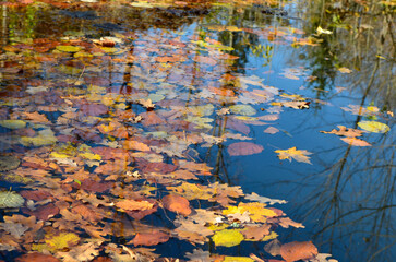Autumn leaves on the water surface