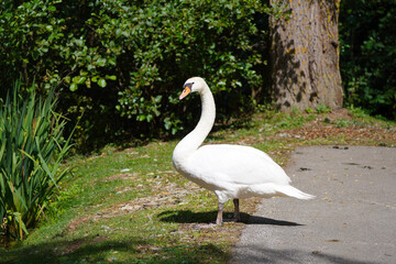 Portrait of a white swan in natural environment. Water bird. Cygnus.
