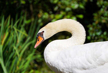 Portrait of a white swan in natural environment. Water bird. Cygnus.
