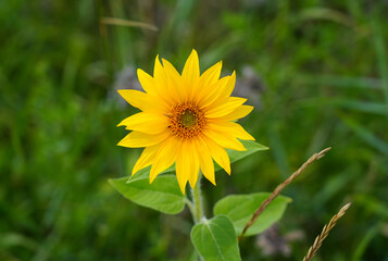 Sunflower blossom close-up. Helianthus annuus.
