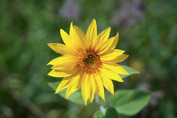 Sunflower blossom close-up. Helianthus annuus.
