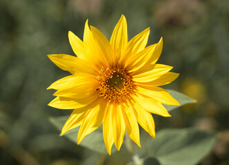 Sunflower blossom close-up. Helianthus annuus.
