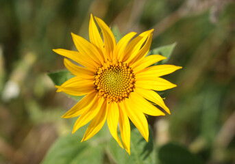 Sunflower blossom close-up. Helianthus annuus.
