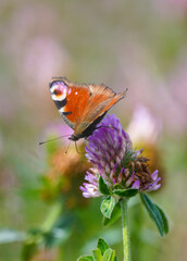 Peacock butterfly on a flower in a natural setting. Butterfly close-up. Insect collects nectar on a flower. Aglais io.
