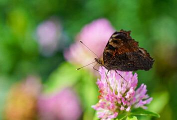 Peacock butterfly on a flower in a natural setting. Butterfly close-up. Insect collects nectar on a...