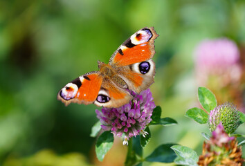 Fototapeta na wymiar Peacock butterfly on a flower in a natural setting. Butterfly close-up. Insect collects nectar on a flower. Aglais io. 