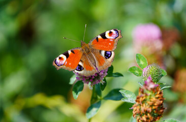 Peacock butterfly on a flower in a natural setting. Butterfly close-up. Insect collects nectar on a flower. Aglais io.
