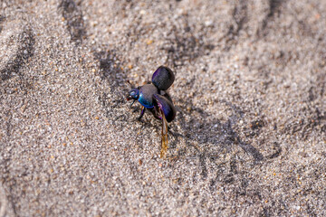 Black dung beetle on sandy ground. Anoplotrupes stercorosus.
