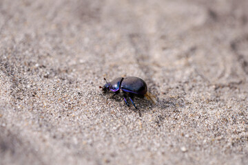 Black dung beetle on sandy ground. Anoplotrupes stercorosus.

