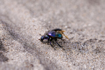 Black dung beetle on sandy ground. Anoplotrupes stercorosus.
