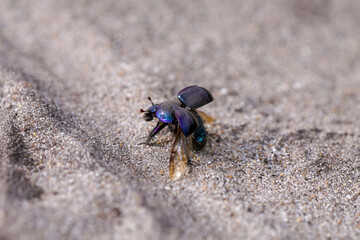 Black dung beetle on sandy ground. Anoplotrupes stercorosus.
