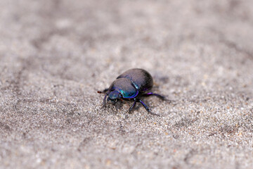Black dung beetle on sandy ground. Anoplotrupes stercorosus.
