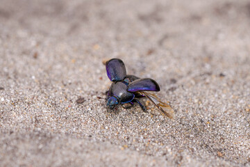 Black dung beetle on sandy ground. Anoplotrupes stercorosus.
