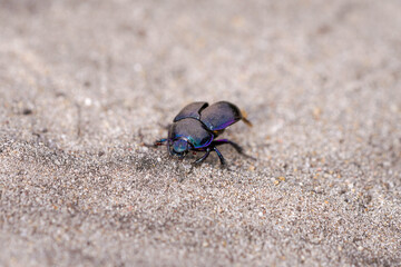 Black dung beetle on sandy ground. Anoplotrupes stercorosus.

