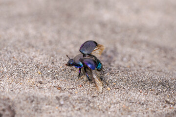 Black dung beetle on sandy ground. Anoplotrupes stercorosus.
