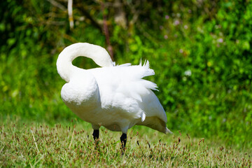 White swan on a green grass. Cygnus.