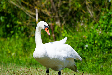 White swan on a green grass. Cygnus.