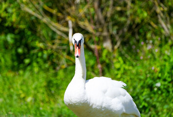 Obraz premium White swan on a green grass. Cygnus.