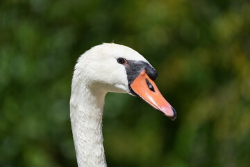 Portrait of a white swan against a green background. Bird close-up. Cygnus.
