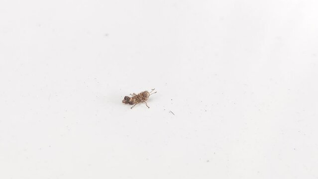 Crickets on a white floor with a blurred background