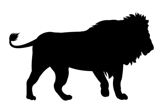 Lion standing African savanna predator. Silhouette picture. Dangerous animal in natural conditions. Isolated on white background. Vector.