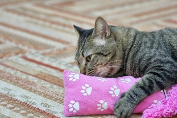 Closeup of a European shorthair lying on a pink pillow on the carpet
