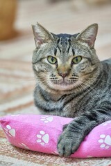 Vertical shot of a European shorthair lying on a pink pillow on the carpet