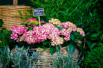 Fototapeta na wymiar Flowers store. Blooming pink hydrangea in pot in flower market Green plants sale