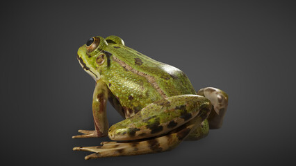 Green frog  isolated on black background. 3D rendering