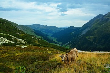 Fototapeta na wymiar Austrian Alps - view of the mountains from the Tuxerjoch path
