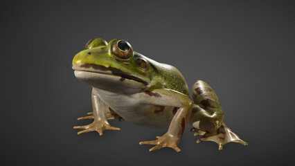 Green frog  isolated on black background. 3D rendering