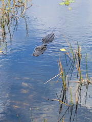 Alligator