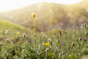 Blossom alpen meadow in golden sunbeams on sunrise on slope of mountain, closeup, blur. Idyllic...