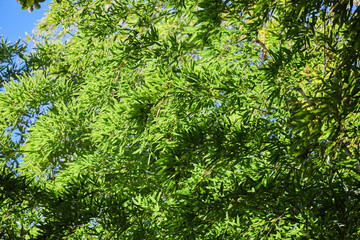 公園の美しい緑色の竹林の風景
