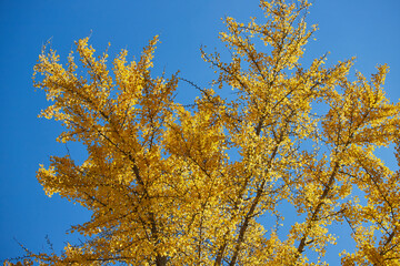 秋の黄色いイチョウの葉の風景