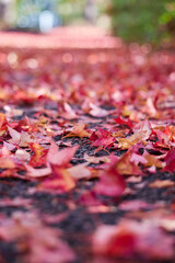 秋の鮮やかな赤色の紅葉の風景