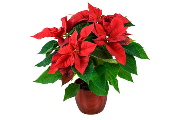Blooming red Christmas Poinsettia flower in close-up isolated on a transparent background.
