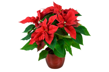 Blooming red Christmas Poinsettia flower in close-up isolated on a transparent background.