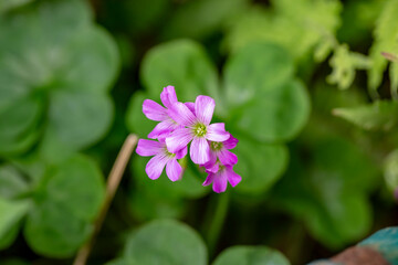 Pink woodsorrel flower and blurred background.
