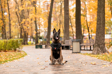 Dog armor. Dog in a bulletproof vest. Belgian Shepherd Malinois portrait outdoor.  Working dog. Guard dog.