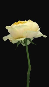 Time lapse of dying white-yellow Golden Vuvuzela rose with ALPHA transparency channel isolated on black background, vertical orientation