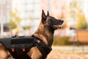 Dog armor. Dog in a bulletproof vest. Belgian Shepherd Malinois portrait outdoor.  Working dog. Guard dog.