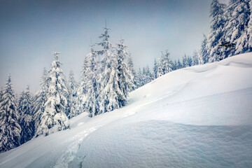 Trekking in winter forest. Calm morning scene of Carpathian mountains, Ukraine, Europe. Beauty of nature concept background. Beautiful winter scenery..