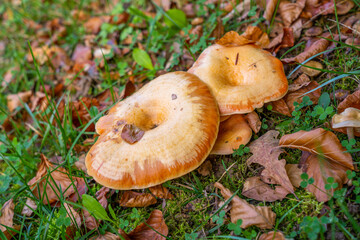 A group of chanterelles in a autumn forest. Mushroom picking season.