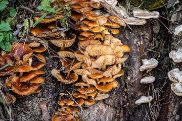 mushrooms in the autumn forest crawled out from under the leaves after the rain