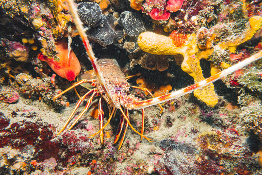 European Spiny Lobster (Palinurus Elephas), Adriatic Sea, Mediterranean Sea, Croatia