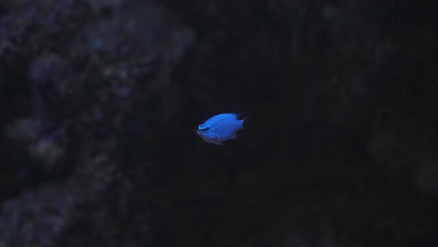Blue Damselfish is swimming inside the aquarium close up